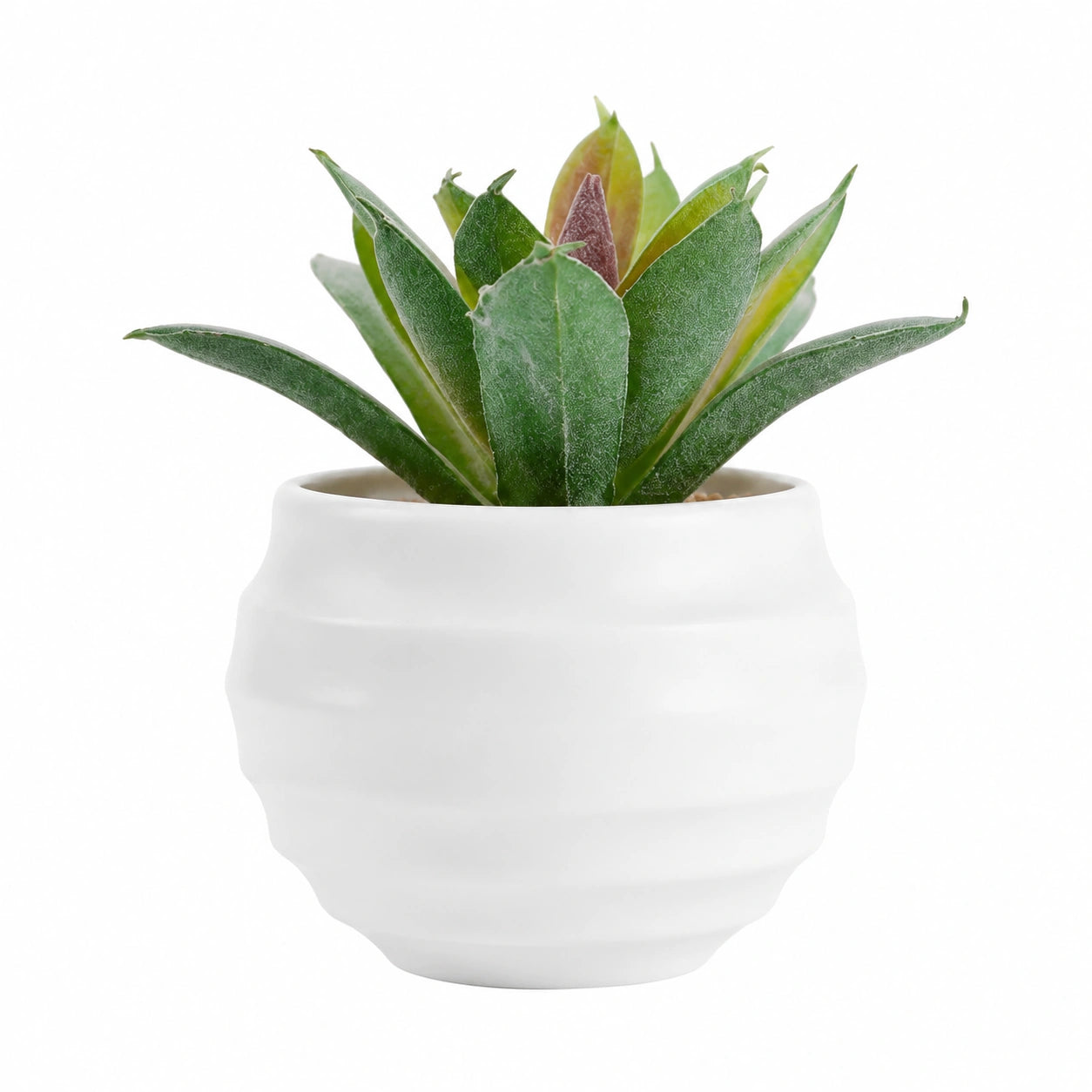 Planta Artificial Suculenta en Maceta Blanca, Altura 12 cm